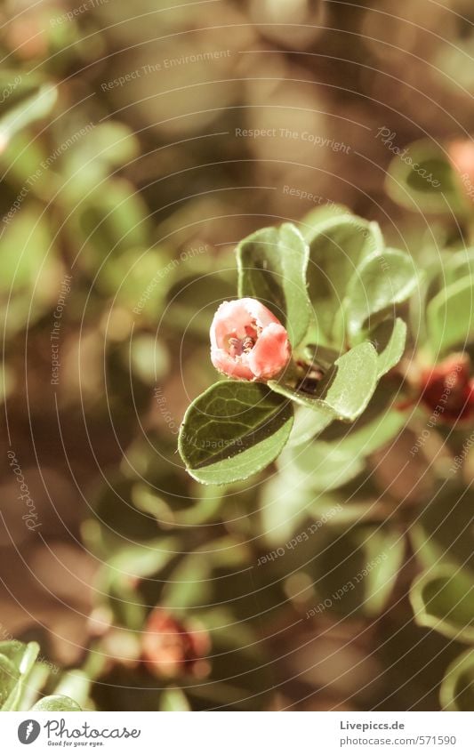 it lives... Nature Plant Earth Sunlight Spring Beautiful weather Leaf Blossom Foliage plant Garden Growth Brown Green Red Black White Colour photo Exterior shot