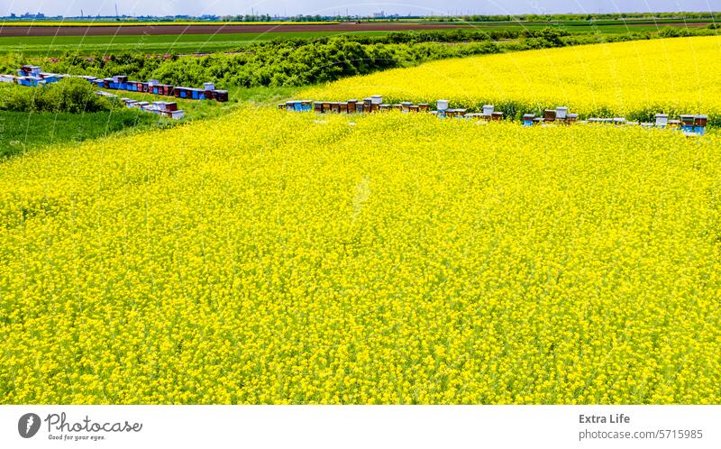 Above view on row of beehives, apiary, bee farm between two fields of oilseed rape in blooming Abloom Agriculture Among Apiary Apiculture Bee Beehive Beekeeping