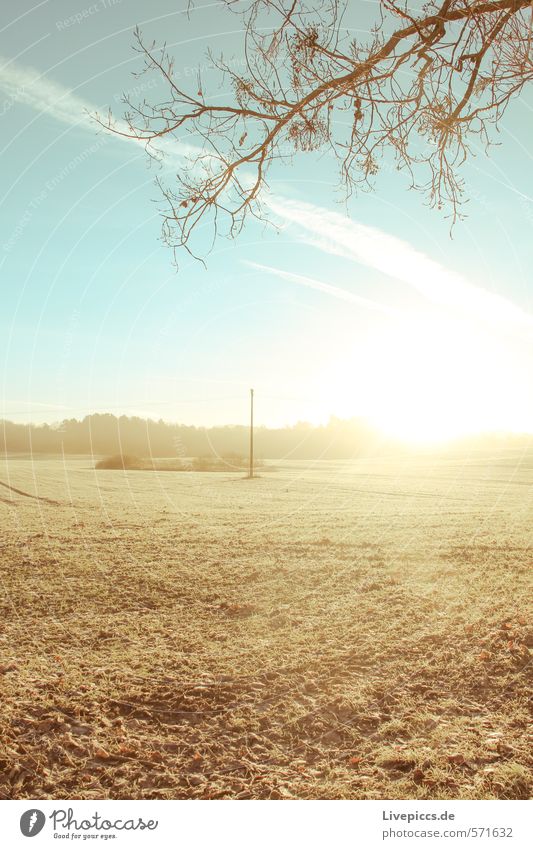 da field Environment Nature Landscape Plant Sky Clouds Sun Sunlight Autumn Beautiful weather Tree Grass Leaf Agricultural crop Field Forest Hill Illuminate Blue