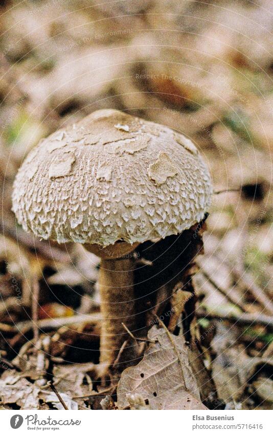 White mushroom Mushroom Nature Autumn Forest Close-up Plant Environment Climate Autumnal Sense of Autumn Brown romantic naturally forests walt autumn leaves