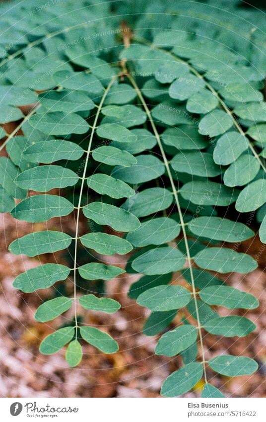 tree Tree Green Garden Forest Nature Environment Climate Exterior shot Colour photo Plant Day Landscape Summer naturally Growth Foliage plant leaves Detail Leaf