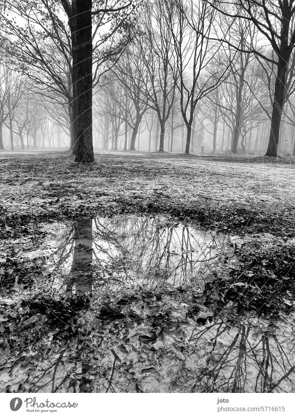 Trees silhouetted in the fog are reflected in the puddle trees silhouettes Silhouette reflection Puddle puddle mirroring Fog cloudy Misty atmosphere Dreary