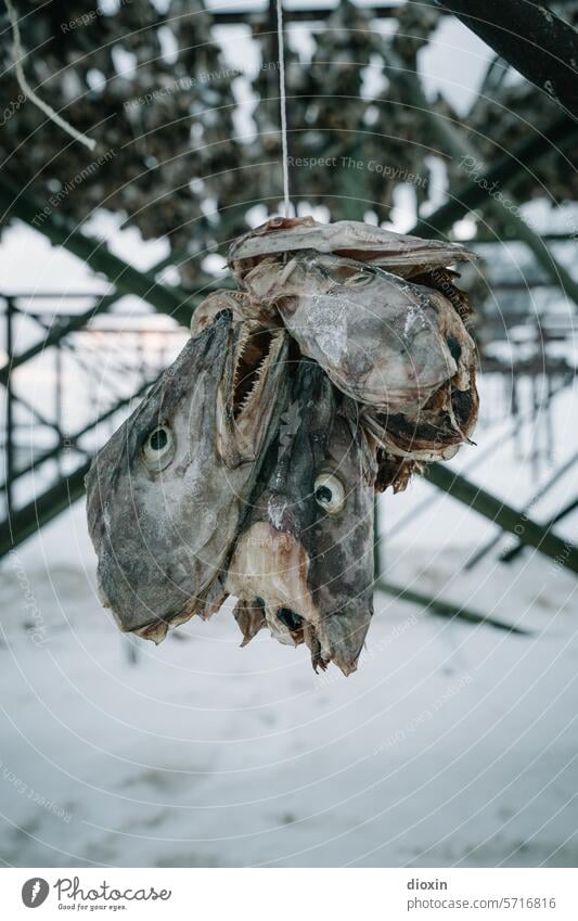 Lofoten - Fish heads Lofotes Lofoten Islands Norway Vacation in Norway Atlantic Ocean North Atlantic Arctic Ocean Arctic circle Snow Nature Vacation & Travel