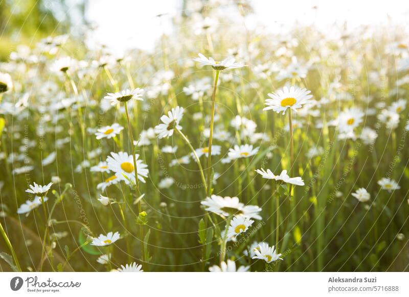 Background of field of daisy flowers in bloom, soap bubbles. Sunny summer day, rays of light. background beautiful beauty bright camomile chamomile country dawn