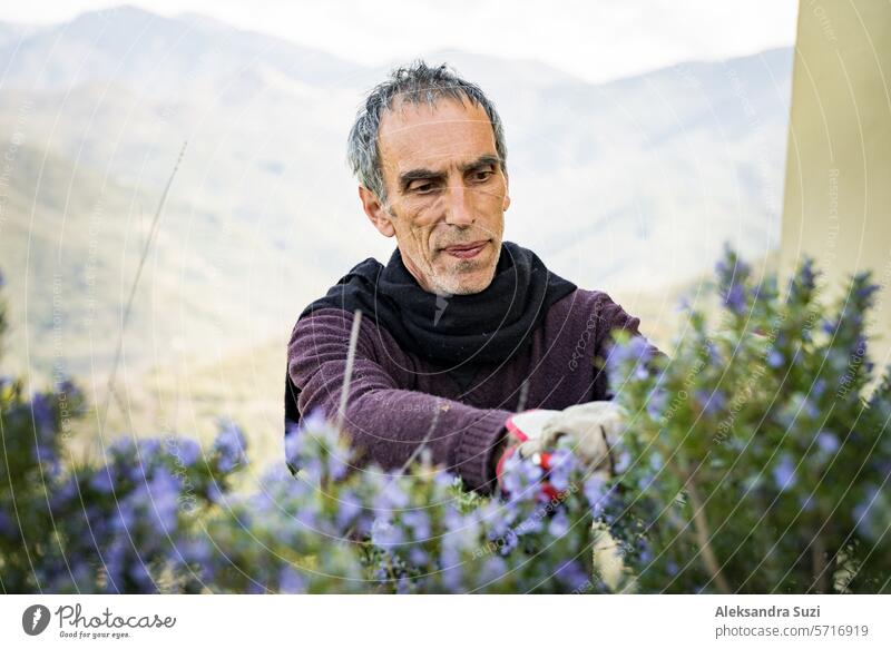 Collecting rosemary for the production of perfume essences in the Alps.The Italian man cuts rosemary in the north of Italy, with garden scissors. Spectacular view of landscape with mountains.