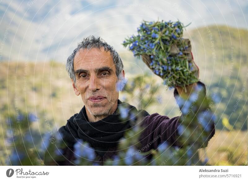 Collecting rosemary for the production of perfume essences in the Alps.The Italian man cuts rosemary in the north of Italy, with garden scissors. Spectacular view of landscape with mountains.