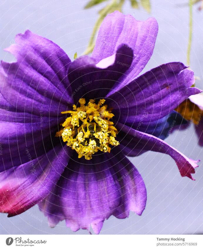 Artificial blue/purple  flower arranged in a vase with a blue background Flower artificial Artificial flowers Decoration Colour photo Plant Close-up Spring