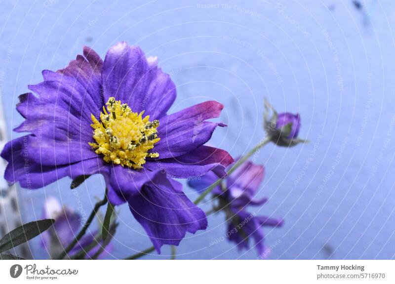 Artificial blue/purple bunch of flowers arranged in a vase with a blue background artificial floral bouquet decoration arrangement blossom bouquet of flowers