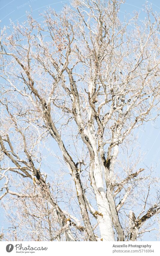 Beautiful leafless tree under the bright morning sunlight art autumn bare bark beauty birch birches black branch bright sunlight calmness change conservation