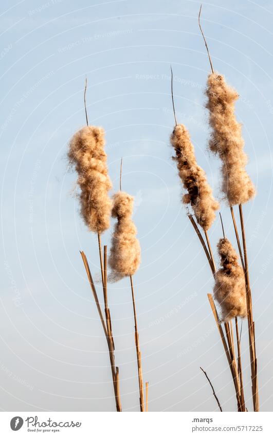 reed grass Common Reed Plant Nature Blue Water Colour Lakeside Environment Idyll Marsh plant blades of grass Delicate Aquatic plant Soft Sky Beautiful weather