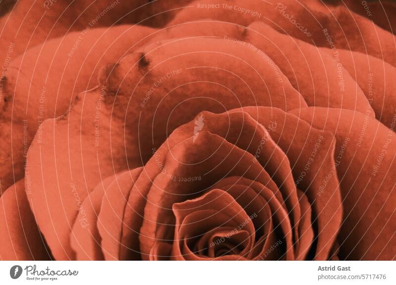 Close-up of the petals of a rose in Peach Fuzz Flower pink anemone Blossom peach fuzz Orange Pink dusky pink Nature Plant macro blossom Beauty & Beauty flora