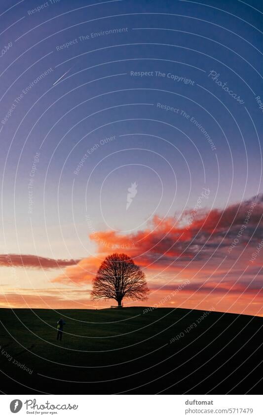 Lone tree at sunset in Bavarian landscape Tree Sunset Evening Clouds Sky Dusk Twilight Deserted Bench Seating tranquillity Idyll idyllically reflection Horizon