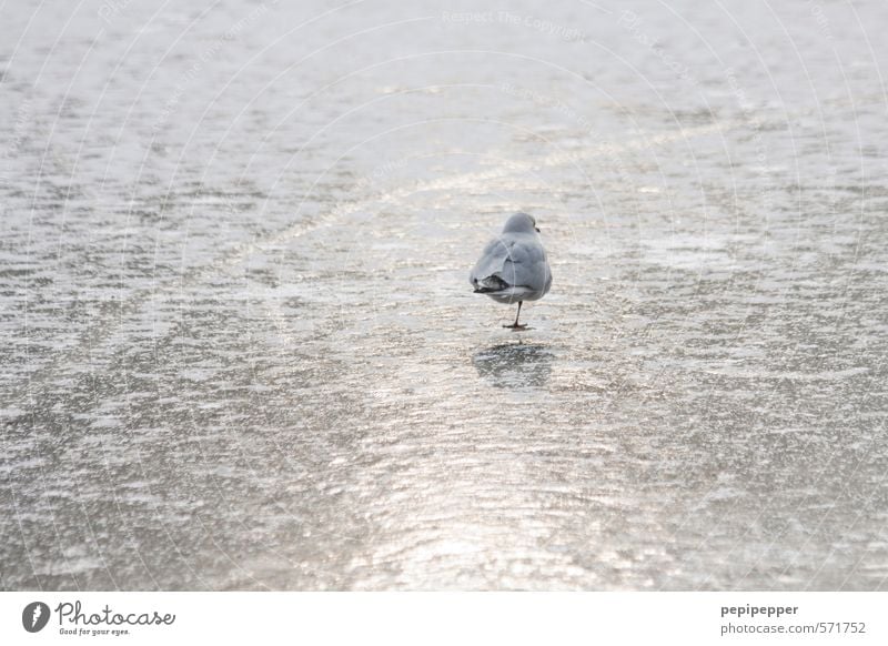 monopod Railroad Winter Beautiful weather Ice Frost Snow Coast Lakeside River bank Pond Park Animal Bird Pelt Paw Animal tracks 1 Water Freeze Stand