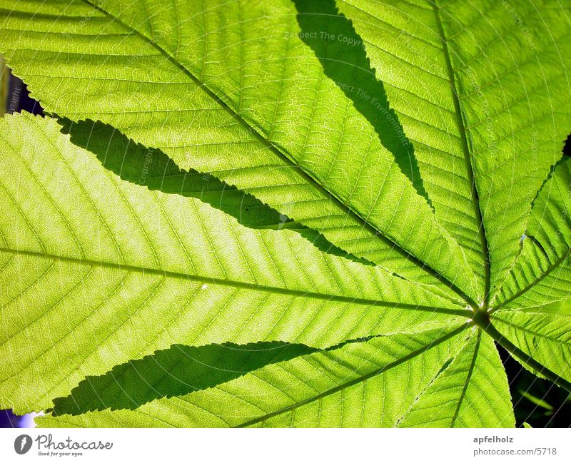 chestnut leaves Leaf Tree Green Chestnut tree