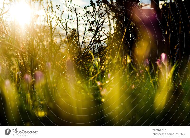 First flowers in the garden Evening Branch Tree blossom Blossom Dark Twilight Relaxation awakening holidays Spring flowering plant spring spring awakening