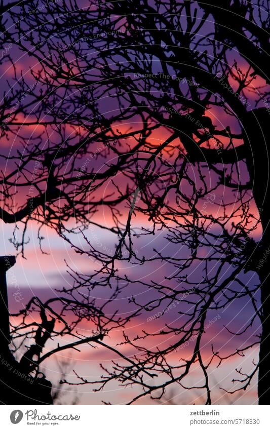 Dinner behind an apple tree Evening altocumulus Menacing Dark Twilight somber colour spectrum Closing time Worm's-eye view Thunder and lightning cumulus cloud