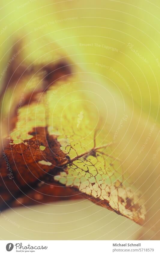 yellow autumn leaf Tree Plant Shriveled Environment Past Transience transient Dry Change Close-up Shallow depth of field Limp Autumn autumn leaves Detail