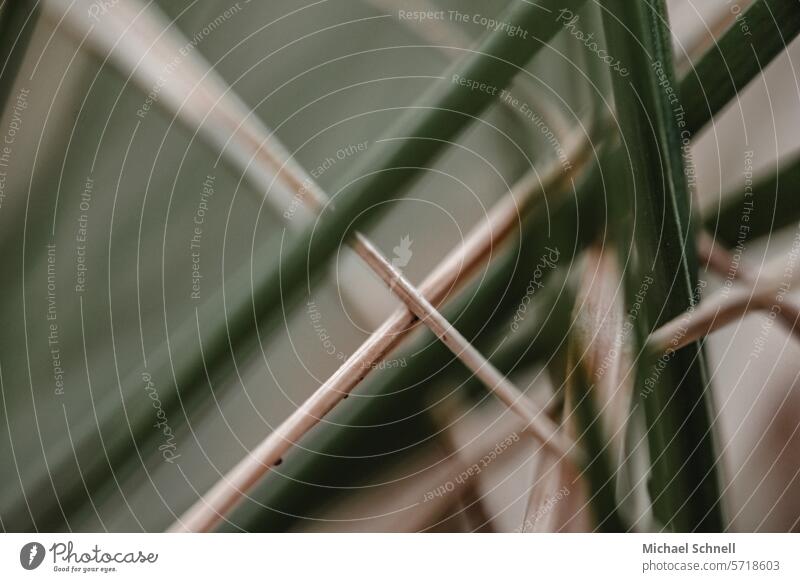 Green and dried blades of grass Grass macro Macro (Extreme close-up) Dry strokes Shallow depth of field Close-up Detail Environment naturally Muddled diverse