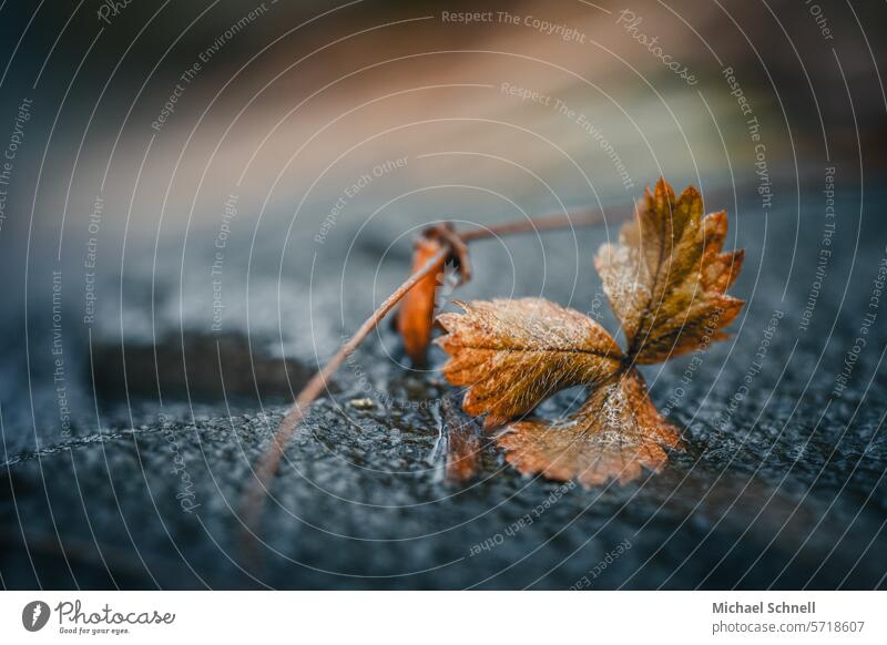 Autumn leaf on a wall Tree Plant Brown Shriveled Environment Past Transience transient Dry Change Close-up Shallow depth of field Limp autumn leaf autumn leaves