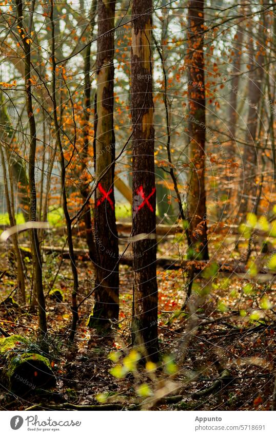 Forest companions, unfortunately decommissioned and doomed to die Tree marking Tree markings trees tree trunks X Tree symbol Crosses Cross markings