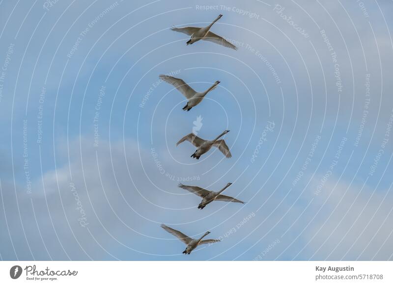 Mute swans in flight Cygnus olor Mute Swans Cygnini goose birds Anseriformes black bumps Group of mute swans geese Anserinae Sky Clouds evening light Duck birds