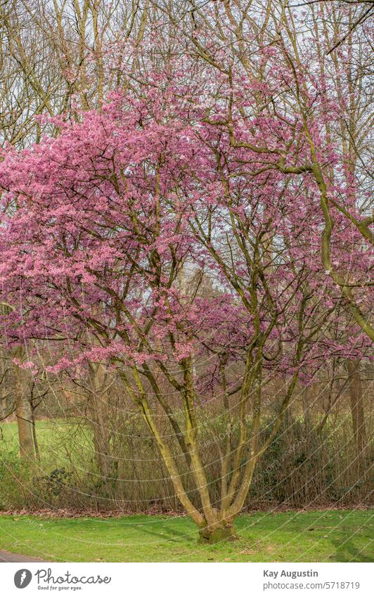 Japanese flowering cherry Cherry tree Tree Spring Exterior shot Blossoming Cherry blossom Nature Colour photo Pink Spring fever Plant Day Park Beautiful weather