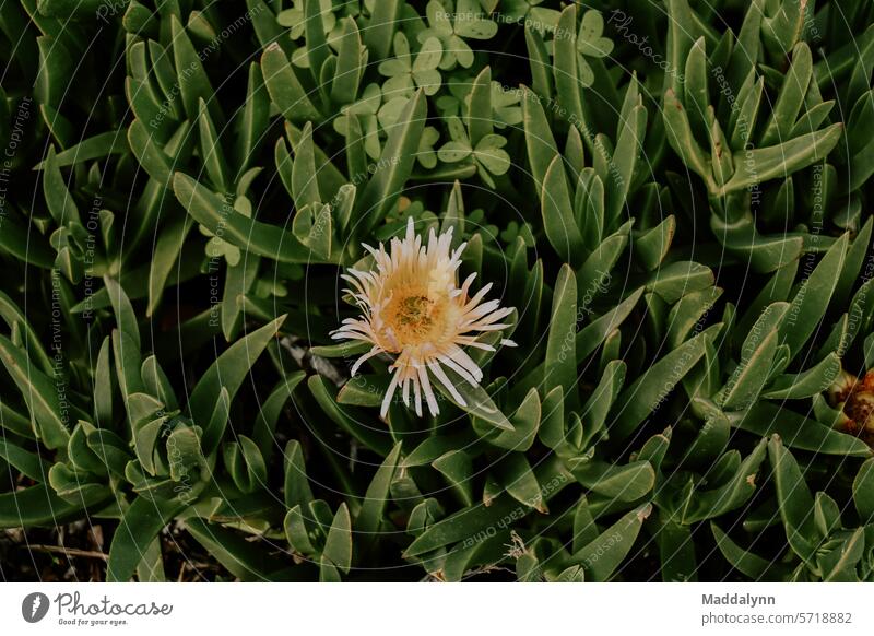 Really beautiful flower and leaves Macro Flower green Close-up Blossom Macro (Extreme close-up) Spring Spring flower Detail Colour photo Green Plant naturally