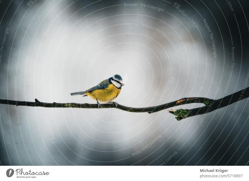 Blue tit (Parus major) sitting on a branch in winter Auge Avian Bird Blue Tit Branch. Cold European songbird Feathers Federn Kohlmeise Meise Nahaufnahme Nature