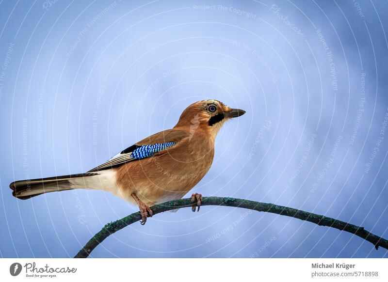 Eichelhäher, Eurasian jay (Garrulus glandarius) perched on a branch Auge Avian Bird Branch Eurasian Jay Federn Häher Nahaufnahme Nature Ornithology. Perched