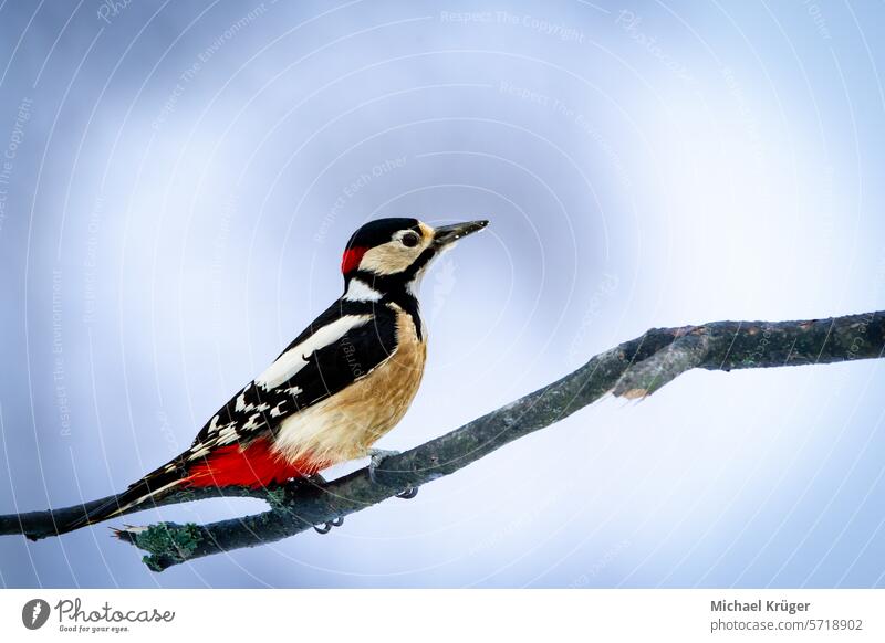 Great spotted woodpecker (Dendrocopos major) on a branch Avian Baum Bird Birdwatching Black and White Branch Buntspecht Close-up. Crested Bird European Birds