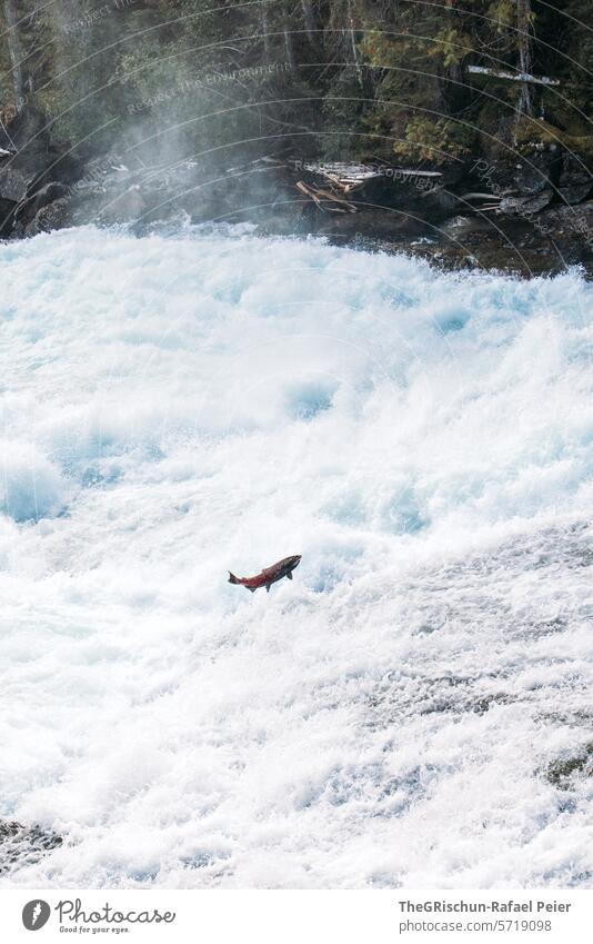 Fish (salmon) jumps out of the water Salmon Jump Water Fresh water Brook Canada Wells Gray Park Drops of water White crest Waterfall Nature Exterior shot River