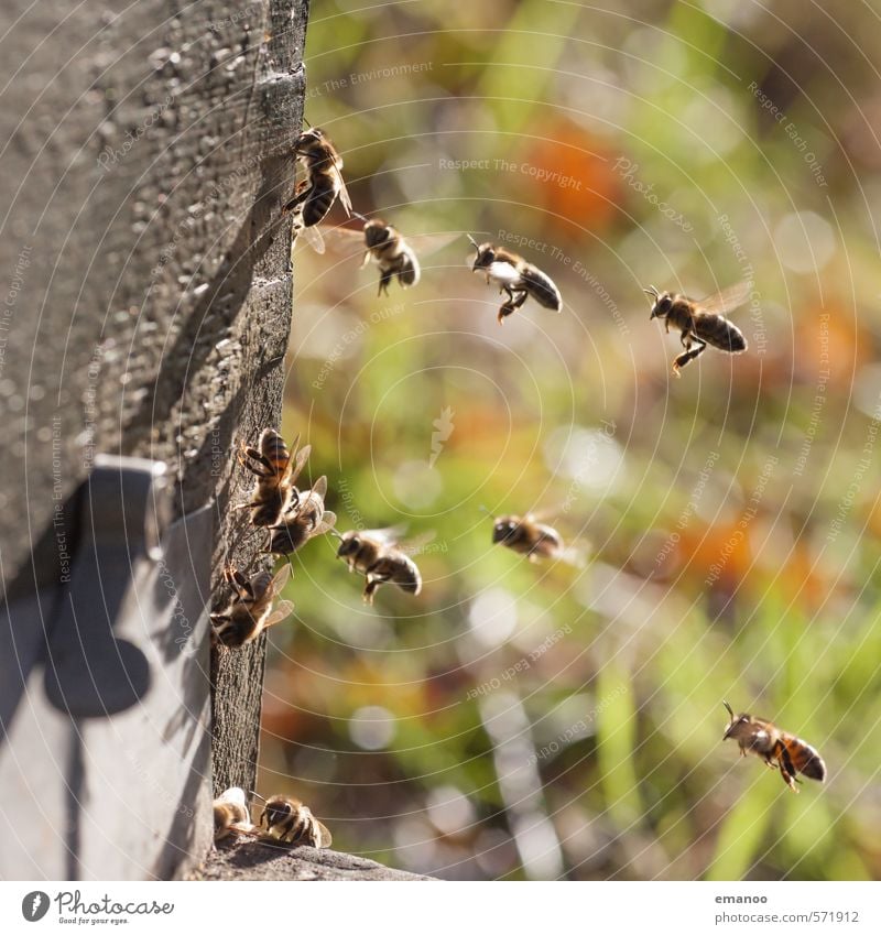 workers Nutrition Nature Landscape Plant Animal Sun Spring Summer Weather Warmth Grass Garden Meadow Field Farm animal Bee Flock Flying Small Green Effort