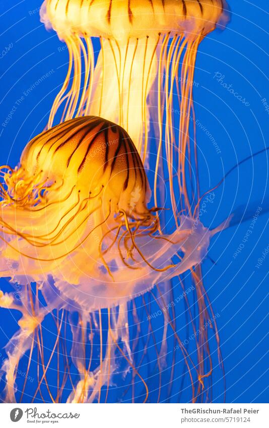 Yellow jellyfish in blue water Jellyfish Animal Marine animal Water Aquarium Tentacle Blue Ocean Underwater photo Deserted Colour photo Nature Hover Close-up