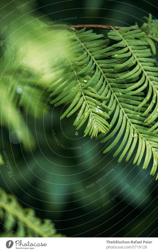 Green branch with water droplets Plant Dark Contrast Wet Water Detail Nature Drops of water Close-up Exterior shot Colour photo