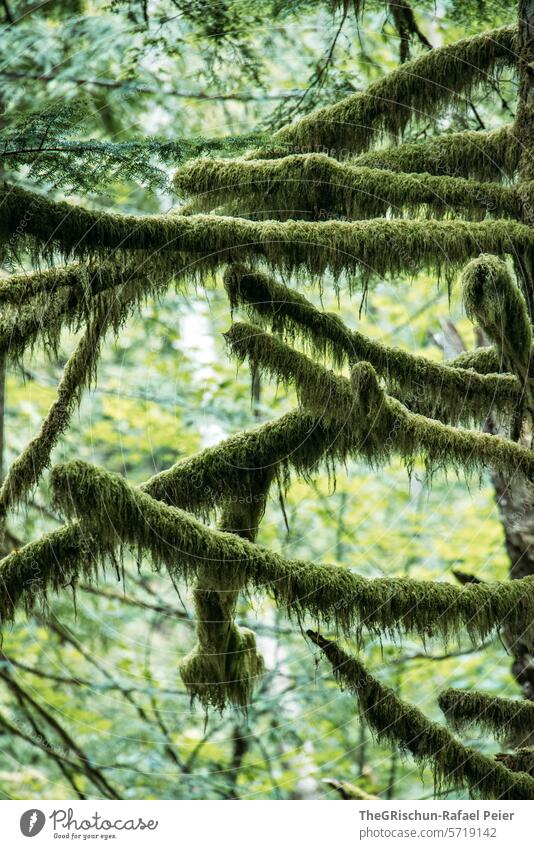 Moss-covered branches Branch Tree Forest Green overgrown Fabulous Nature Tree trunk Landscape Plant Environment Colour photo Deserted wax Damp