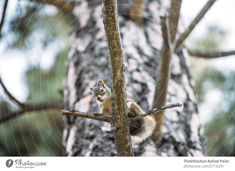 Squirrel sits on a branch and looks down Cute Pelt Close-up Animal small animal Tree Forest To feed Rodent little feet Nature Brown Animal portrait