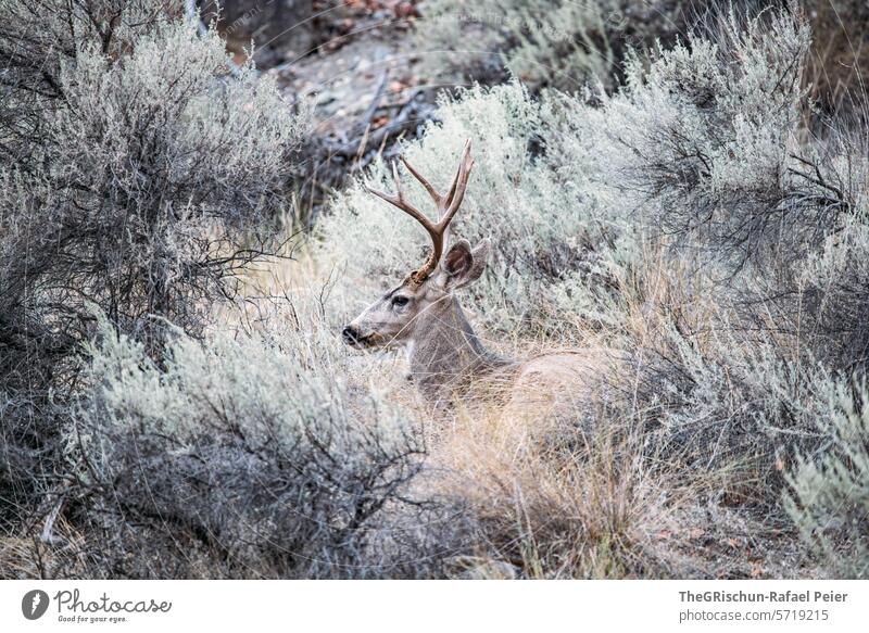 Deer between bushes and grass stag Animal out Hide Nature Wild animal Exterior shot antlers Forest Mammal animal world Meadow Grass Brown shrub disguised