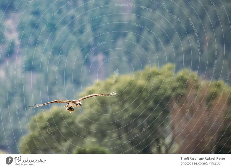 Osprey flies towards the camera with its prey Eagle Flying Bird Animal Grand piano Nature Colour photo 1 Exterior shot Bird of prey Wild animal White Claw Wood