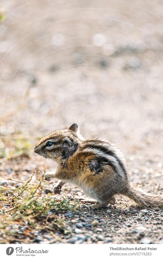 Chipmunk is slightly injured Cute Squirrel Pelt Close-up Animal small animal Tree Forest Rodent little feet Nature Brown Animal portrait Exterior shot eyes