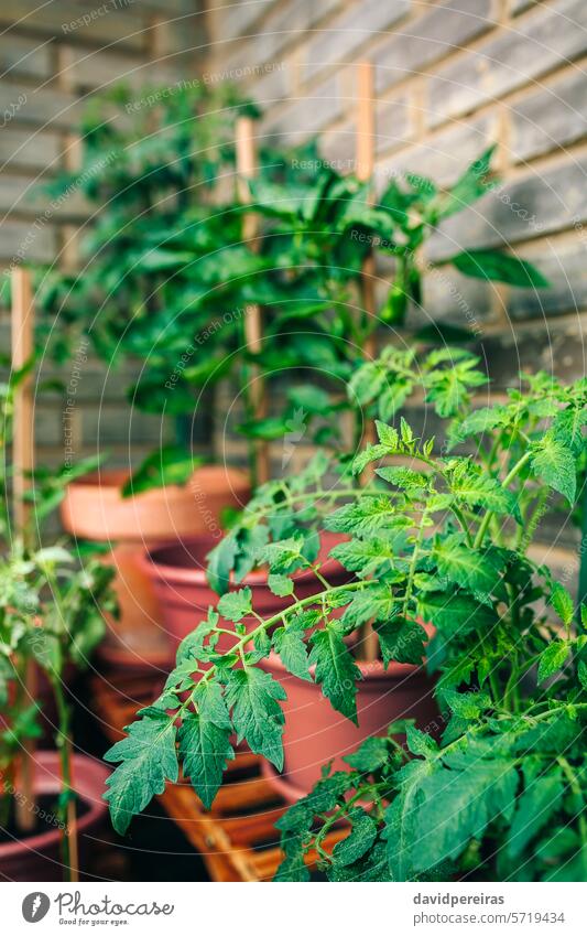 Tomato plant leaves growing on ceramic pots on a vegetable garden in balcony tomato plants leaf urban terrace close up detail green growth empty nobody