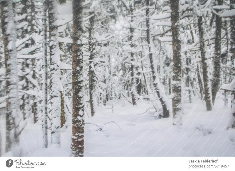 Snowy forest trees winter landscape snow covered nature winter scape winter mood snowscape environment Winter's day Winter mood Winter walk Cold chill