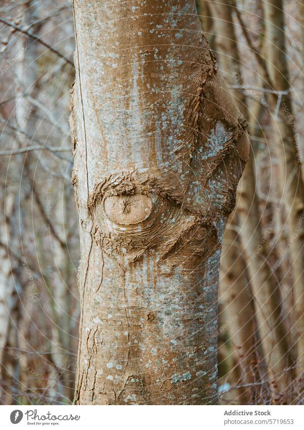 Tree trunk with unique natural patterns tree bark texture close-up forest nature organic detail wood eye face serene outdoor environment abstract artistic