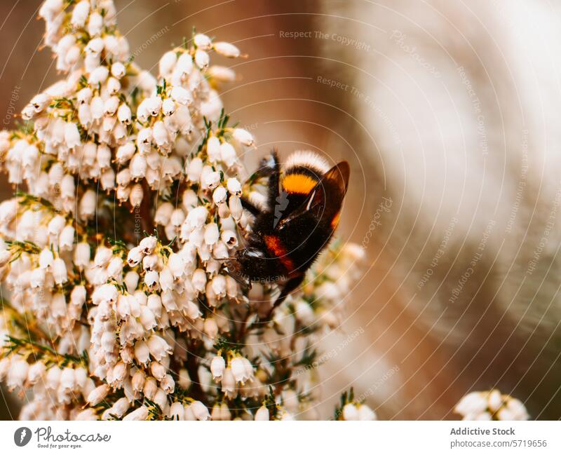 Bumblebee on Heather Flowers Close-up bumblebee heather flower pollen pollination nature insect close-up macro detail fauna flora bloom spring season garden