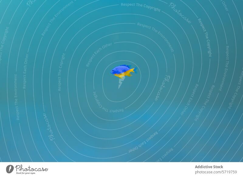 Solitary fish swimming in clear blue waters yellow aquatic marine solitary tranquility underwater nature wildlife ocean sea fins scale tropical solitude calm