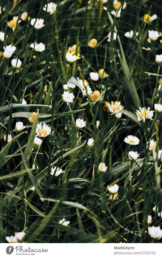 Yellow and white little flowers in the grass Flowers Macro (Extreme close-up) Close-up bleed Summer Colour photo Nature Plant spring Detail Garden