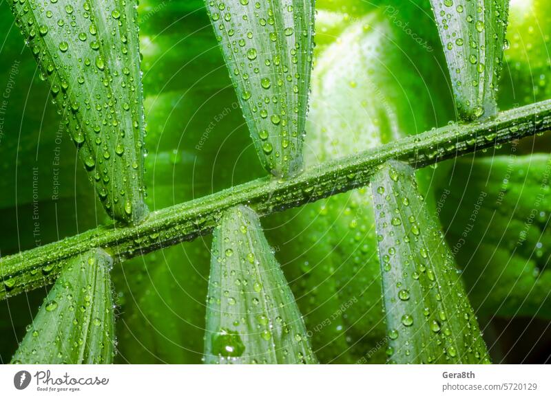 green leaf of a tropical plant with dew drops close up backdrop background bamboo palm bright closeup dew pattern environment flora floristry forest fresh