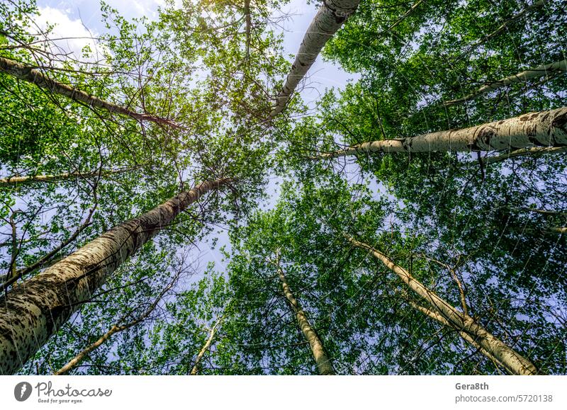 bottom view of tall trees in the forest against the sky and clouds air around background blue branch bright coniferous ecology environment foliage