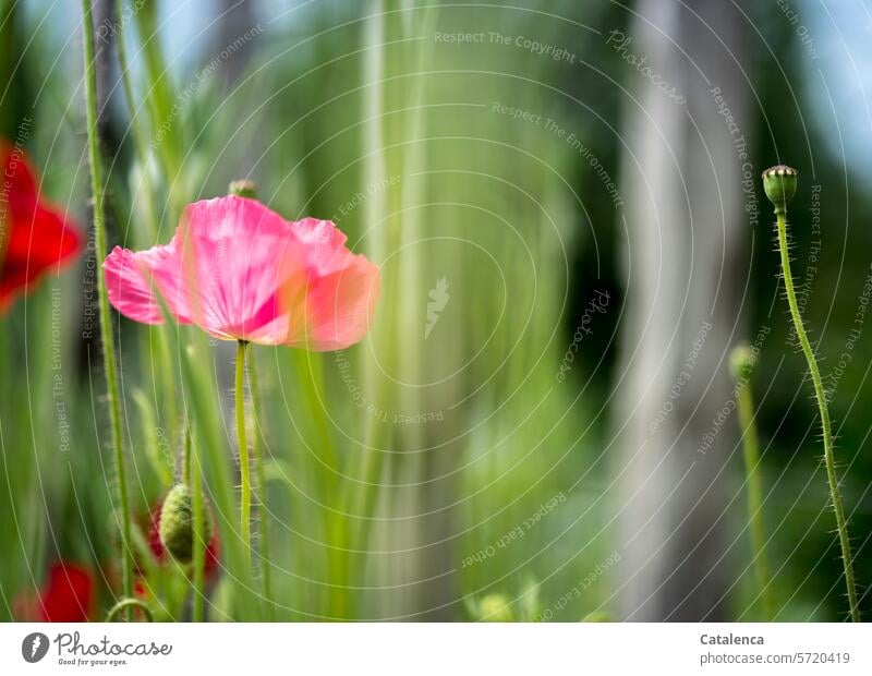 corn poppy Blossom petals blossom Spring Season Plant Nature flora Garden Day daylight Corn poppy Poppy seed pods Green Pink Blue