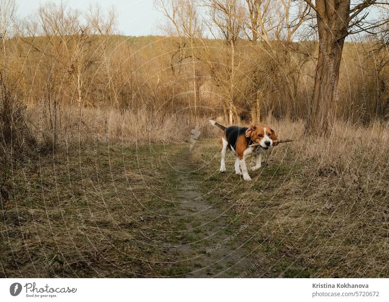 Playing little puppy beagle with stick on yellow lawn, countryside nature. active agile animal beautiful beauty breed brown canine cold cute day dog doggie