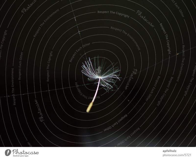 lightness Dandelion Cobwebby Seed